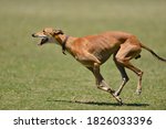 greyhound running on a field