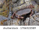 The brown crab is the heaviest Irish crab and easily identified by a characteristic ‘pie-crust’ edge to the carapace. 