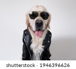 A dog in a leather jacket and sunglasses obediently sits with his tongue out. Golden retriever biker. Announcements about clothing for pets, entertainment center or veterinary clinic.