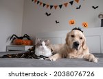 Dog And Cat With Pumpkins For...