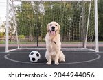 Dog Soccer Player. Golden...