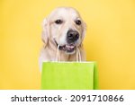 Cute golden retriever dog holding a green paper shopping bag in his teeth while sitting on a yellow background.