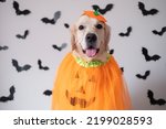 A dog in a pumpkin costume for...