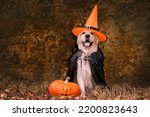 A dog dressed in a witch costume for Halloween. A golden retriever sits in an autumn park with orange pumpkins and a bucket of candy.