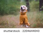 Small photo of A dog in the woods in the fall. Golden Retriever in yellow raincoat walking in the park. The concept of caring for pets.