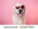 A beautiful dog with heart-shaped glasses sits on a pink background. Golden Retriever in red Valentine's Day glasses