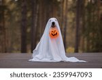 A dog in a ghost costume for Halloween. A golden retriever sits in a fall park holding a pumpkin-shaped candy bucket in his teeth for the holiday.