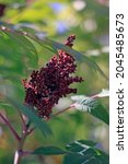 Sumac Fruits And Leaves In...