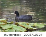 Eurasian Coot Swimming In A...