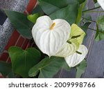 Top View White Anthurium Blooms ...