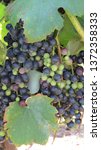 Cabernet Sauvignon Grape Vines