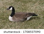 Canadian Goose Sitting On Grass ...
