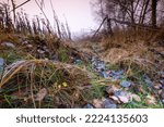 Small photo of Plants in a thicket on the border of a wet meadow on a mightily autumn morning