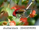 A Crimson Sunbird On Chinese...