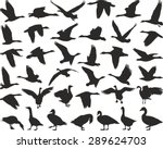 bird wild geese | Shutterstock .eps vector #289624703