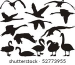swan silhouette in different... | Shutterstock .eps vector #52773955