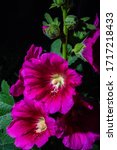 Pink And Purple Hollyhock...