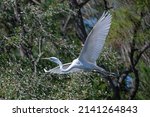 Great Egret  With Fully...