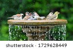 Birds bathing together at a...