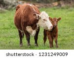 Small photo of Momma Cow and Calf Sharing a Nuzzle, Humboldt County, California