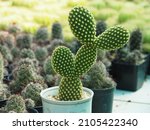Small photo of Cactus called Bunny Ear Cactus, Bunny Cactus or Polka Dot Cactus in a pot on a green background.