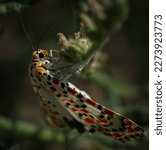 Small photo of Heliotrope moth is a moth of the family Erebidae