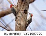 Pair Of Red Bellied Woodpecker...