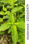 Small photo of Basil is a medicinal plant. Tulsi means incomparable. The tulsi plant is a fragrant plant belonging to the Lamiaceae family. It is revered as a sacred plant by the Hindu community.
