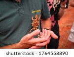 Cute Thorny Devil (Moloch horridus) lizard crawling on man's chest in Kings Canyon,  red center of Australia
