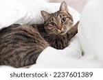 Small photo of a playful domestic cat of tigerish coloring lies on a white blanket