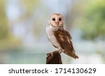 Adolescent Bark Owl In Australia