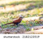 Squirrel Cuckoo Foraging For...