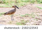 Small photo of It's hammer time. Hammerkop foraging for food in Kenya
