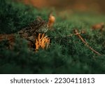  Close Up Of Coral Fungus On...