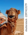 Small photo of close-up of a dromedary camel in the desert, Kyzylkum desert, uzbekistan