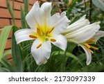 Small photo of white lily flower in the garden, Madonna lily, lilium
