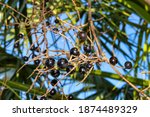 Small photo of Saw Palmetto (Serenoa repens) berries have long been used by Native Americans for its nutritional, diuretic, sedative, aphrodisiac, and cough-reducing properties.