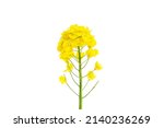 Rapeseed blossom flower isolated on white background. 