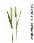 Green Wheat Ear Isolated On...