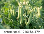 Green pea pods on a pea plants...