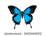 Blue butterfly  papilio ulysses ...