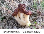 Several Spring Mushrooms Of...
