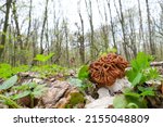 Spring Mushroom Of Gyromitra...