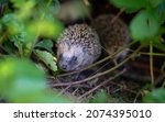 Small photo of Young hedgehogs sitting beneath a hedge