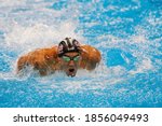 Small photo of Rio de Janeiro, Brazil 08/09/2016: Michael Phelps wins Rio 2016 Olympic Games 200m butterfly swim. USA champion record holder swimmer scores another gold medal swimming competition at Aquatic Stadium