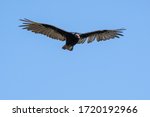Turkey Vulture In Flight Over...