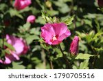 Beautiful Hibiscus Syriacus...