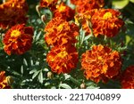 Small photo of French marigold full flowering at Home in Autum, is a species of flowering plant in the family Asteraceae, native to Mexico and Guatemala.