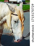 Small photo of Closeup of cute white horse with a braided mane standing outdoors in Prague, Czech Republic. Mane is thicker and coarser than the rest of the horse's coat.