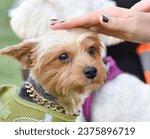 Small photo of Yorkshire terrier portrait. A woman fondle with hand head of sweet dog.